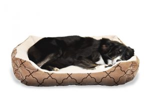 dog-1961112_960_720