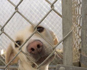 1024px-Dog_in_animal_shelter_in_Washington,_Iowa