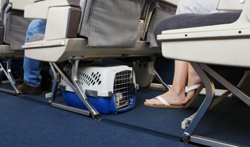 Hundar är välkomna på flyg.
