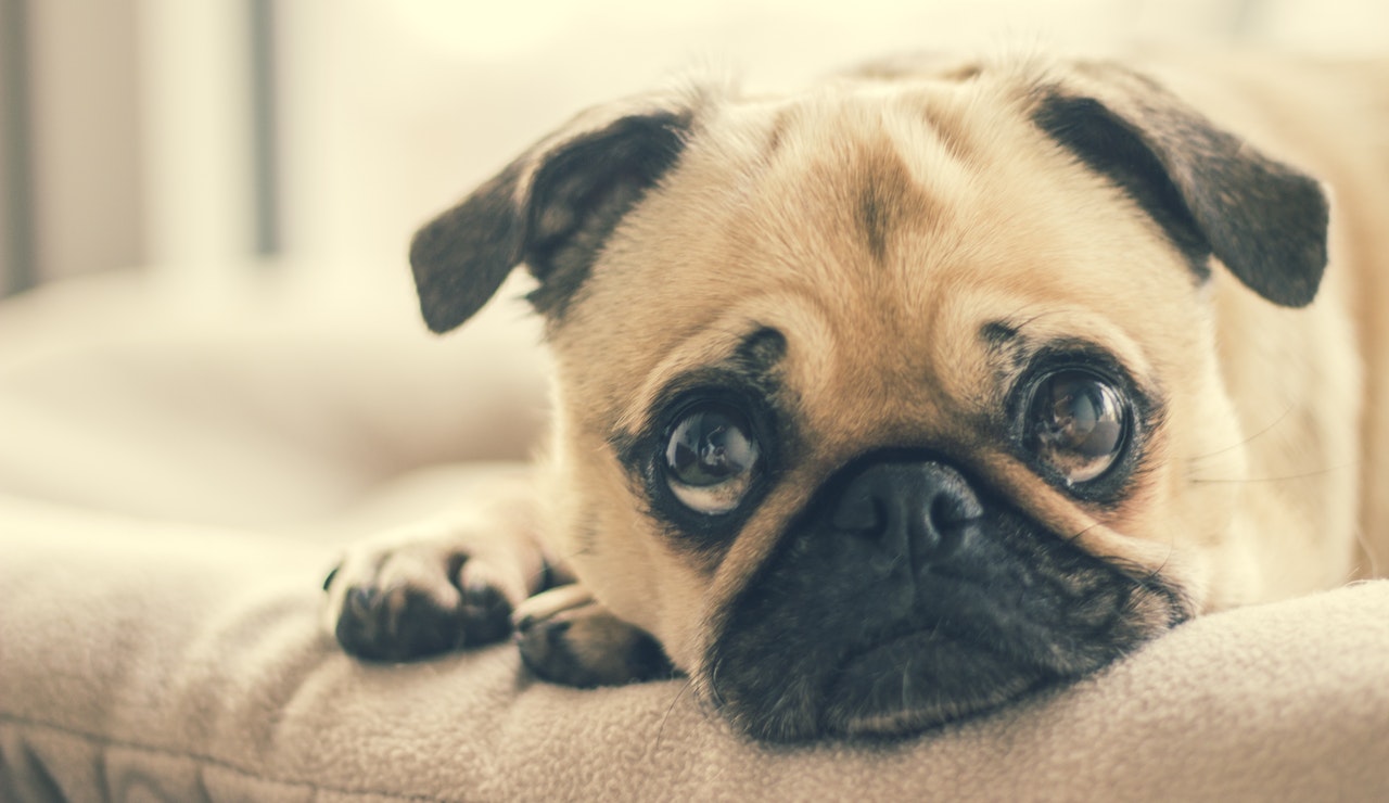 Mops som vilar i soffa