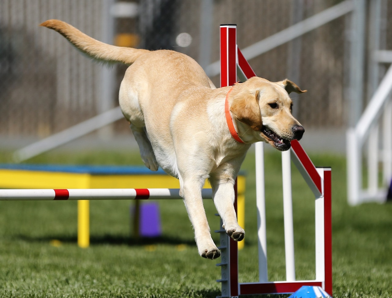 Golden retriever tränar agility