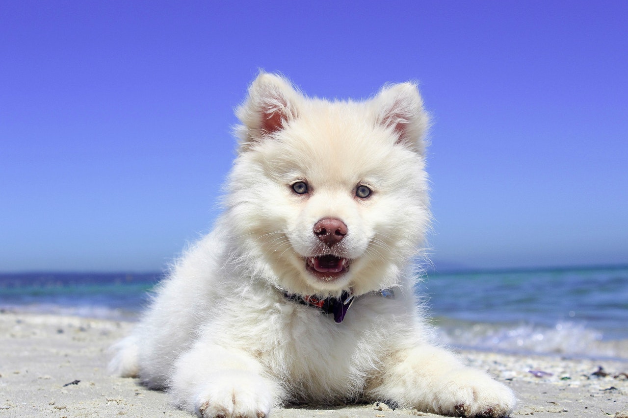 Fin hund på stranden
