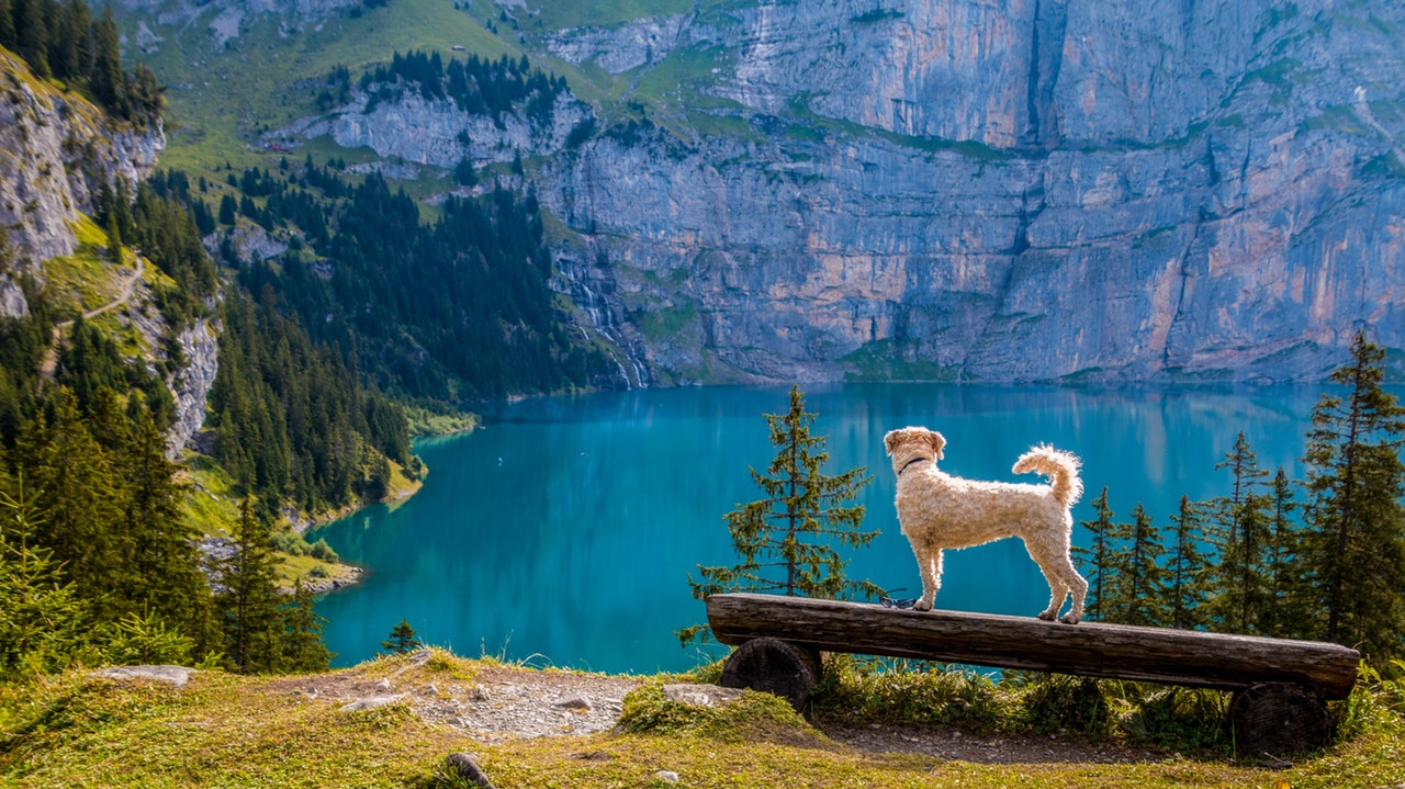 Hund i naturen