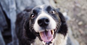 Hund med fina tänder