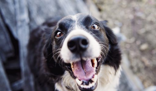 Hund med fina tänder